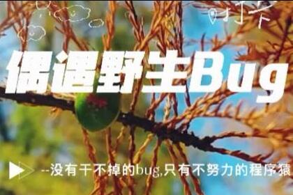 关于：程序猿偶遇野生bug